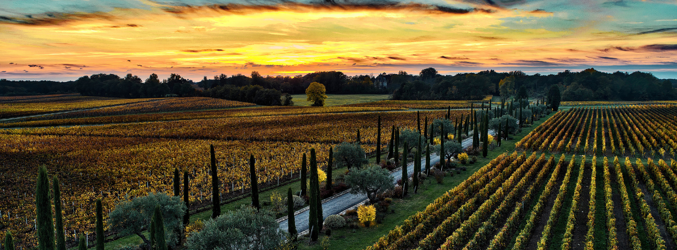 Đa dạng hóa danh mục đầu tư với rượu vang